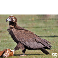 گونه کرکس سیاه Eurasian Black Vulture